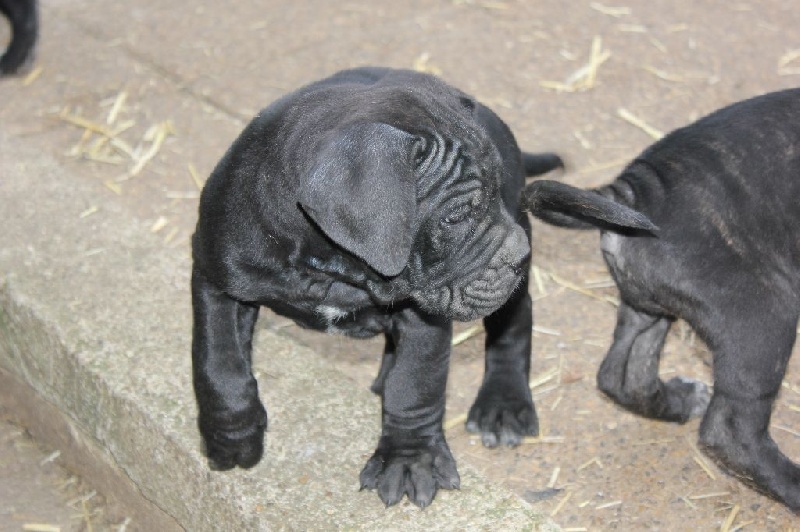 Di Dolce Mirella - Chiots disponibles - Cane Corso