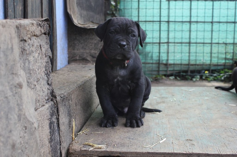 Di Dolce Mirella - Cane Corso - Portée née le 23/09/2015