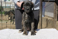 CHIOT