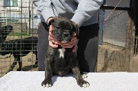CHIOT