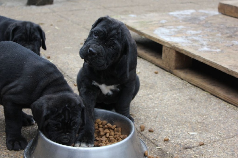 Di Dolce Mirella - Cane Corso - Portée née le 13/12/2016