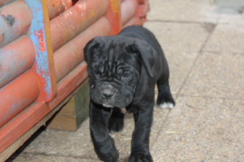 Di Dolce Mirella - Chiots disponibles - Cane Corso